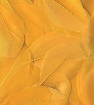 ARTEMIO ΦΤΕΡΑ ΚΙΤΡΙΝΑ 3GR 1213030028