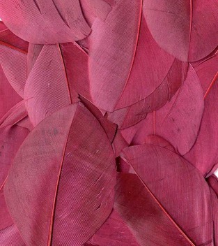 ARTEMIO ΦΤΕΡΑ ΜΠΟΡΝΤΩ 3GR 1213030031